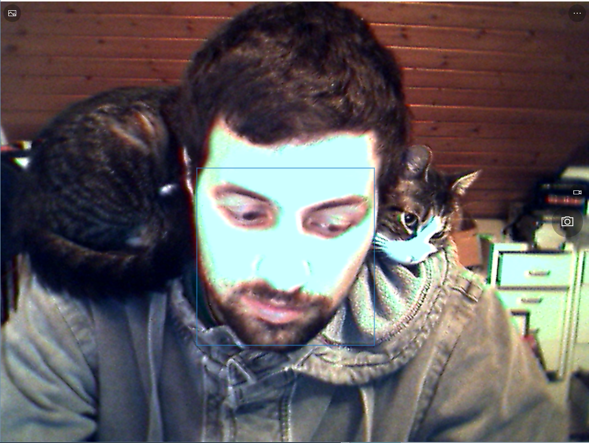 cat_shoulders.jpg