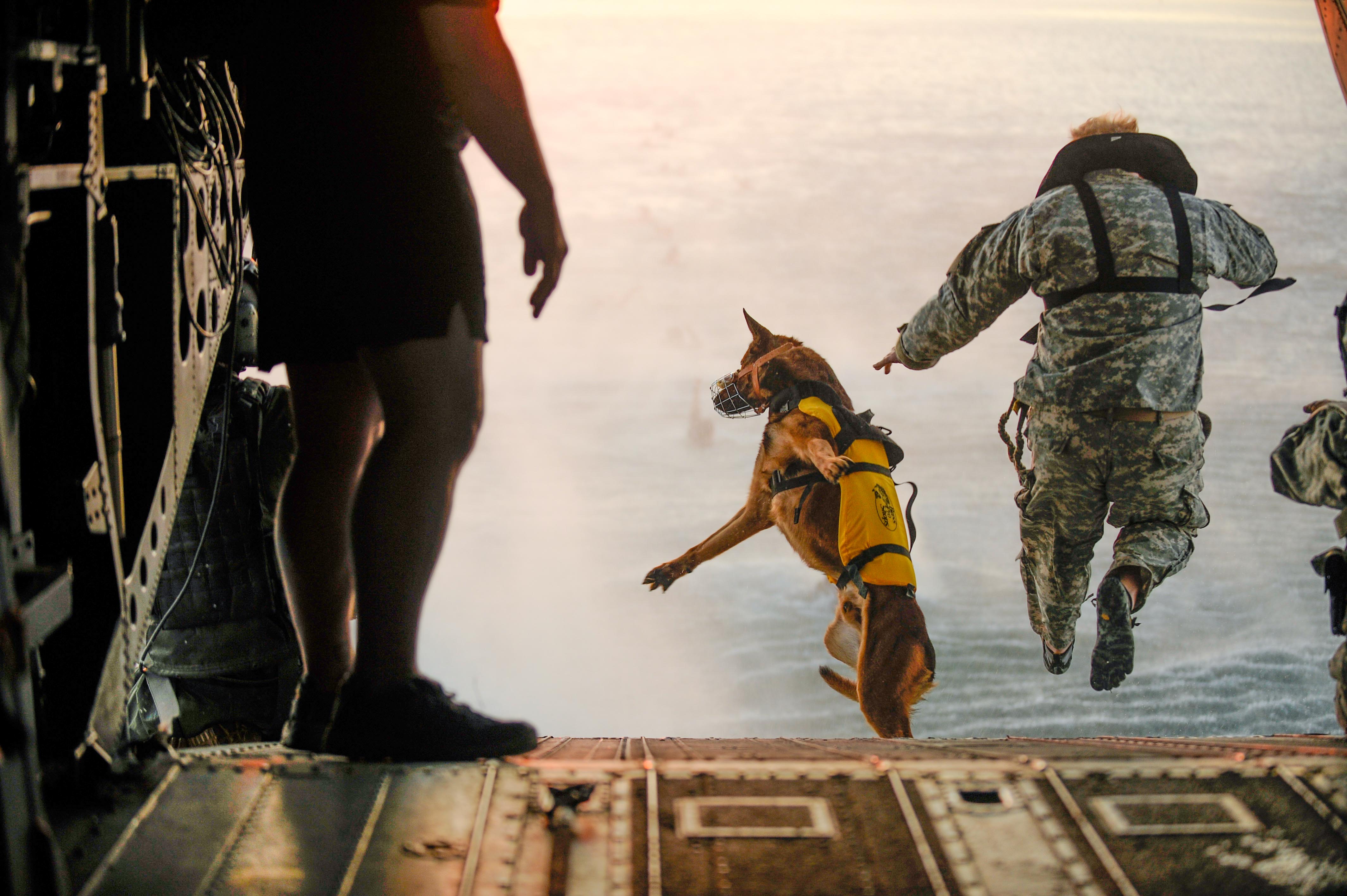 dog.jpg