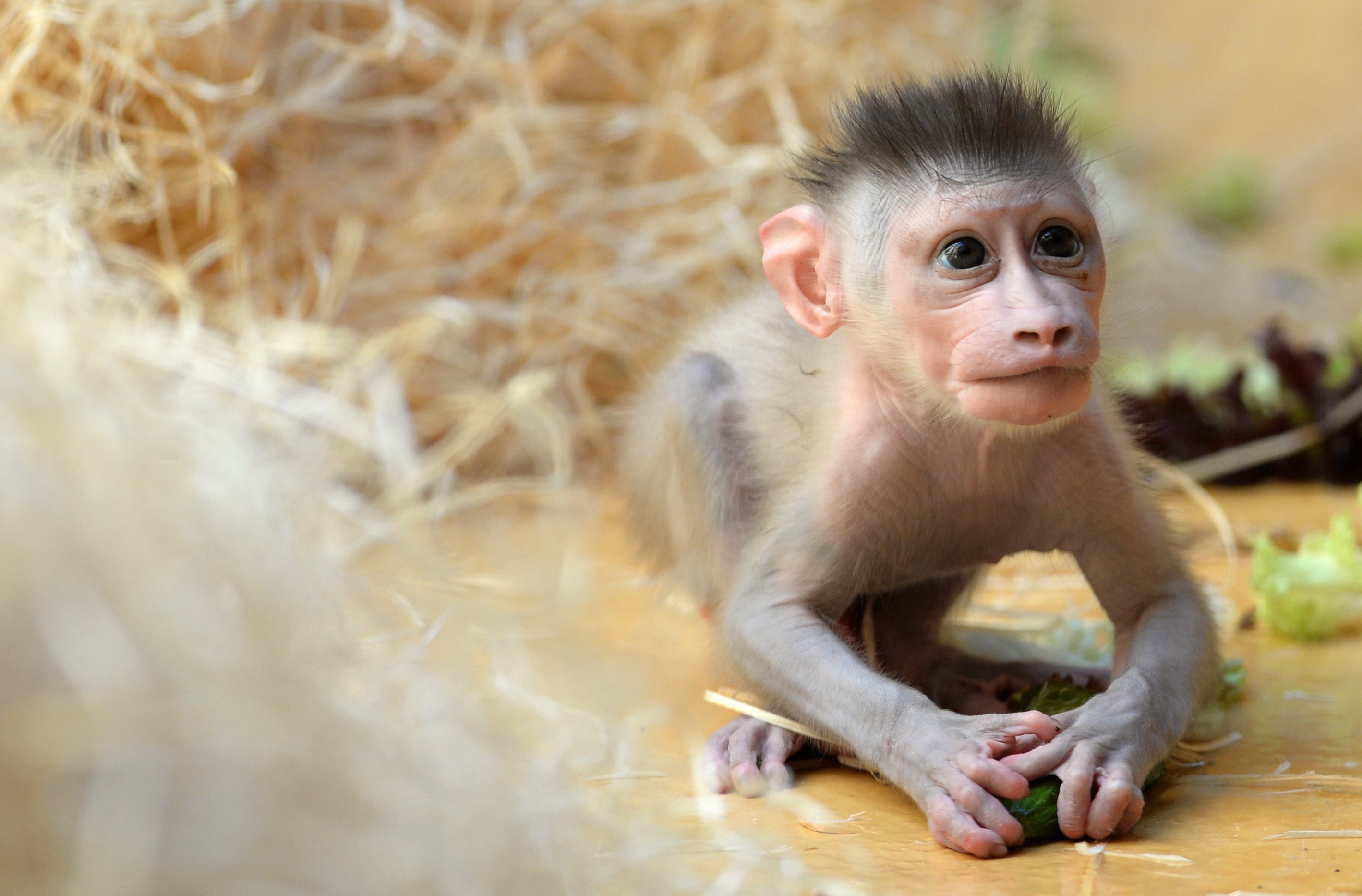 monkey-GettyImages-481533366.jpg