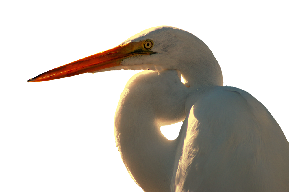 bird.png