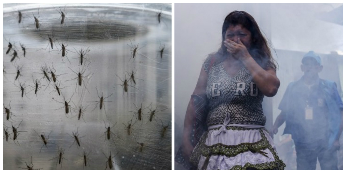 zika2collage.jpg