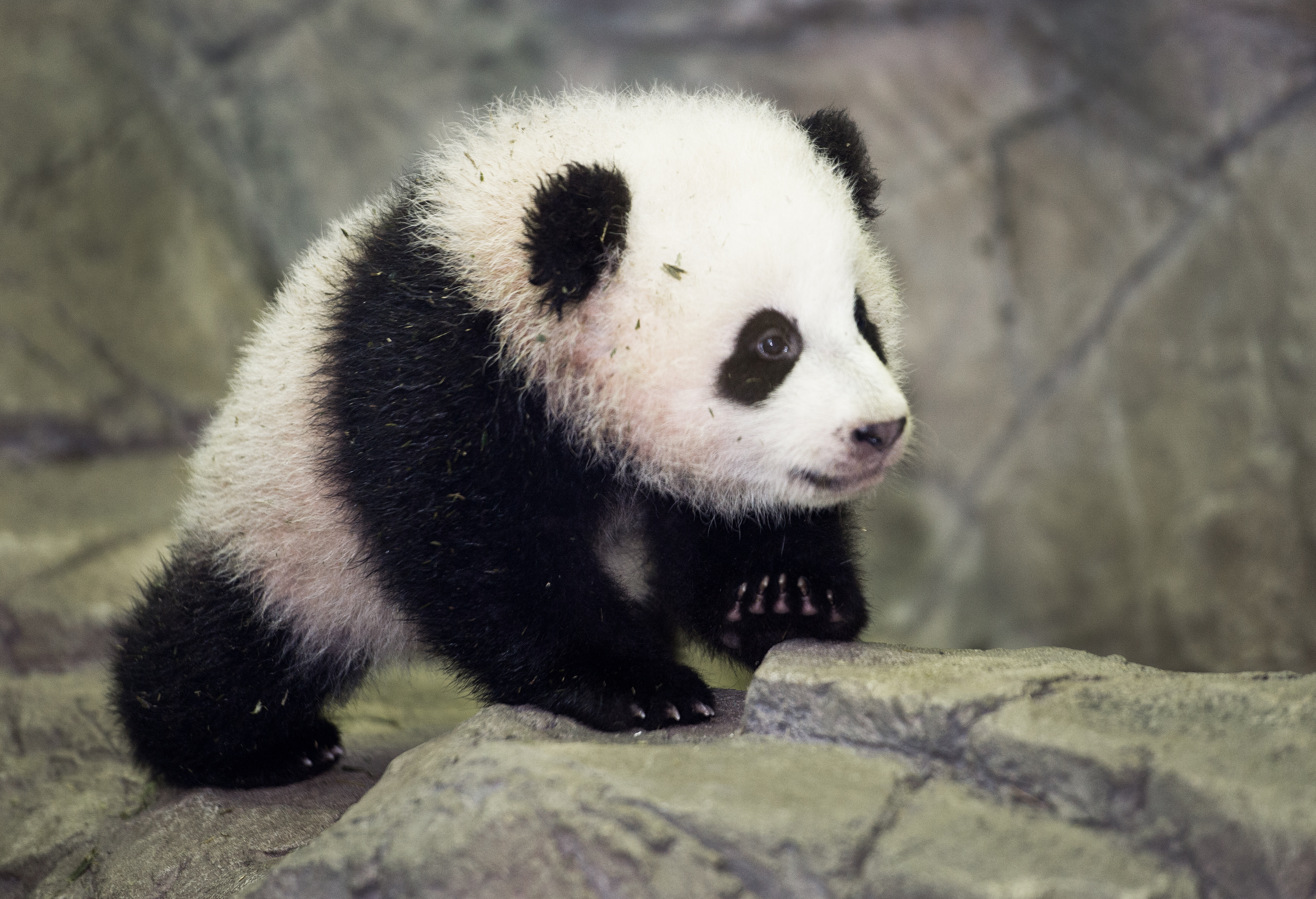 pandaGettyImages-460935005.jpg