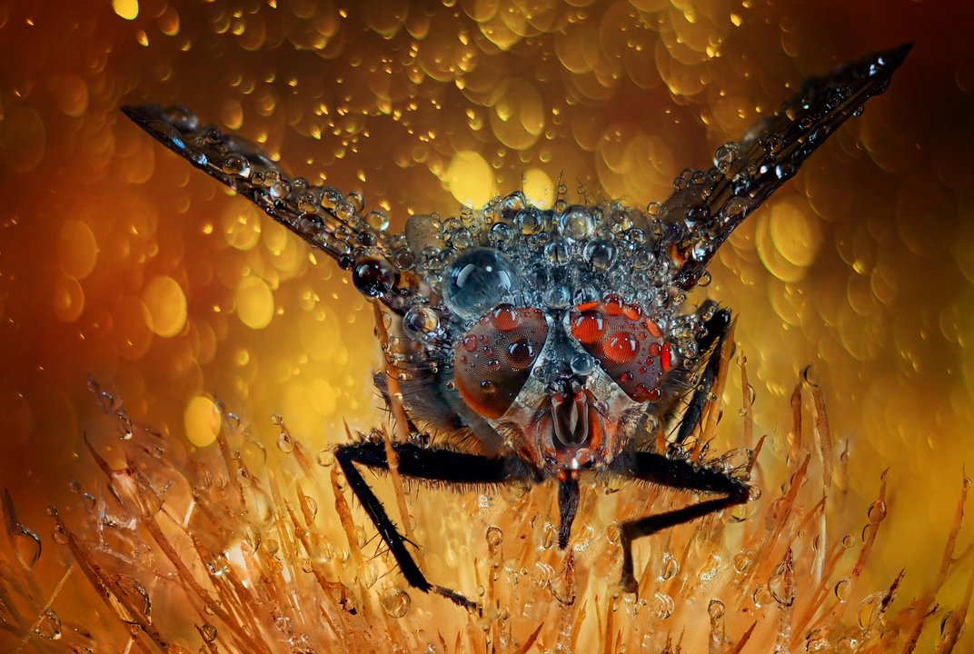 fly