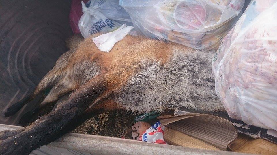 fox.jpg