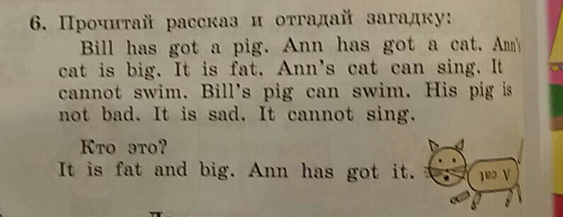 ann_pig_cat
