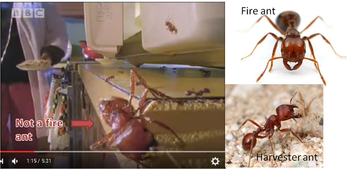 notafireant.png
