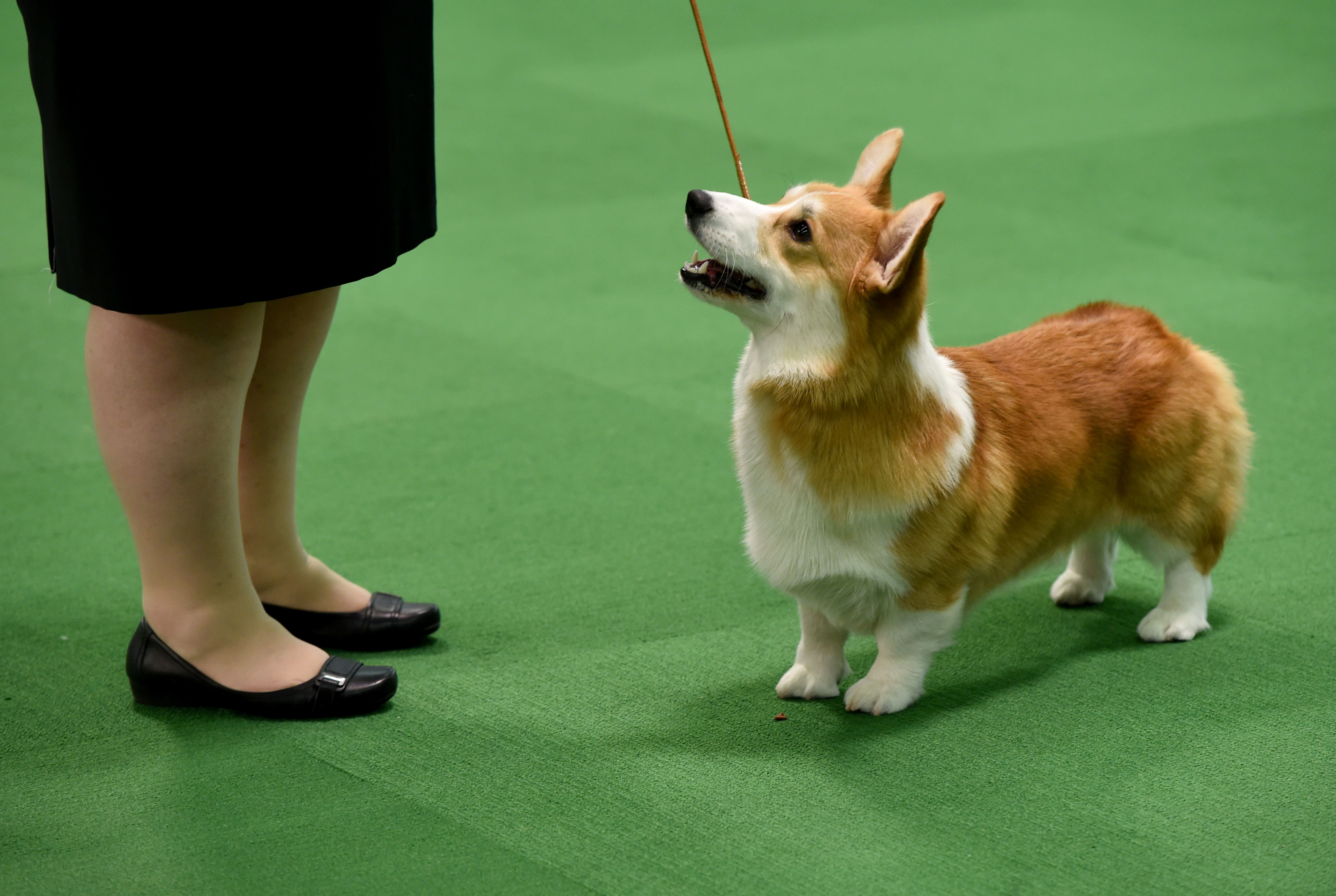GettyImages-510376564.jpg