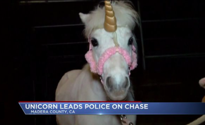 RunawayUnicornLeadsPoliceOn4-HourChase.png