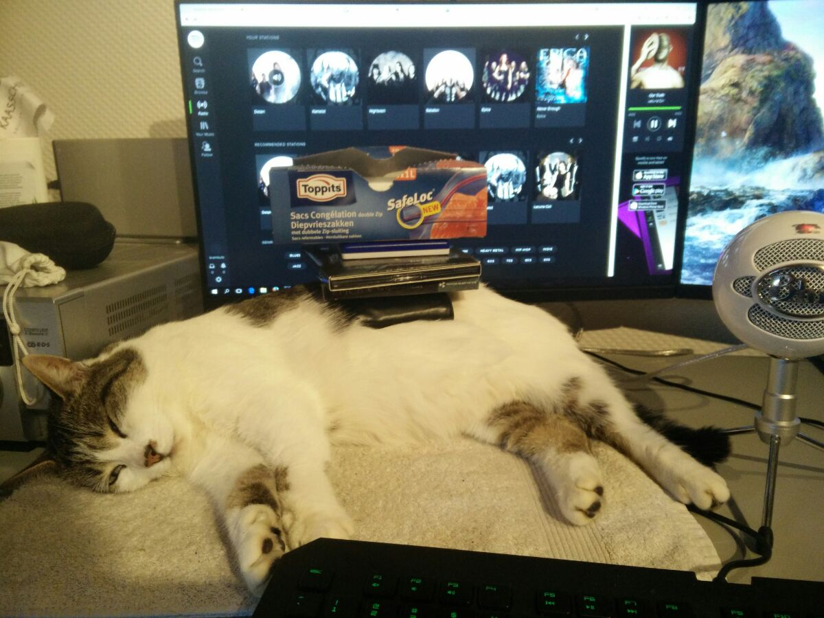 cat.png
