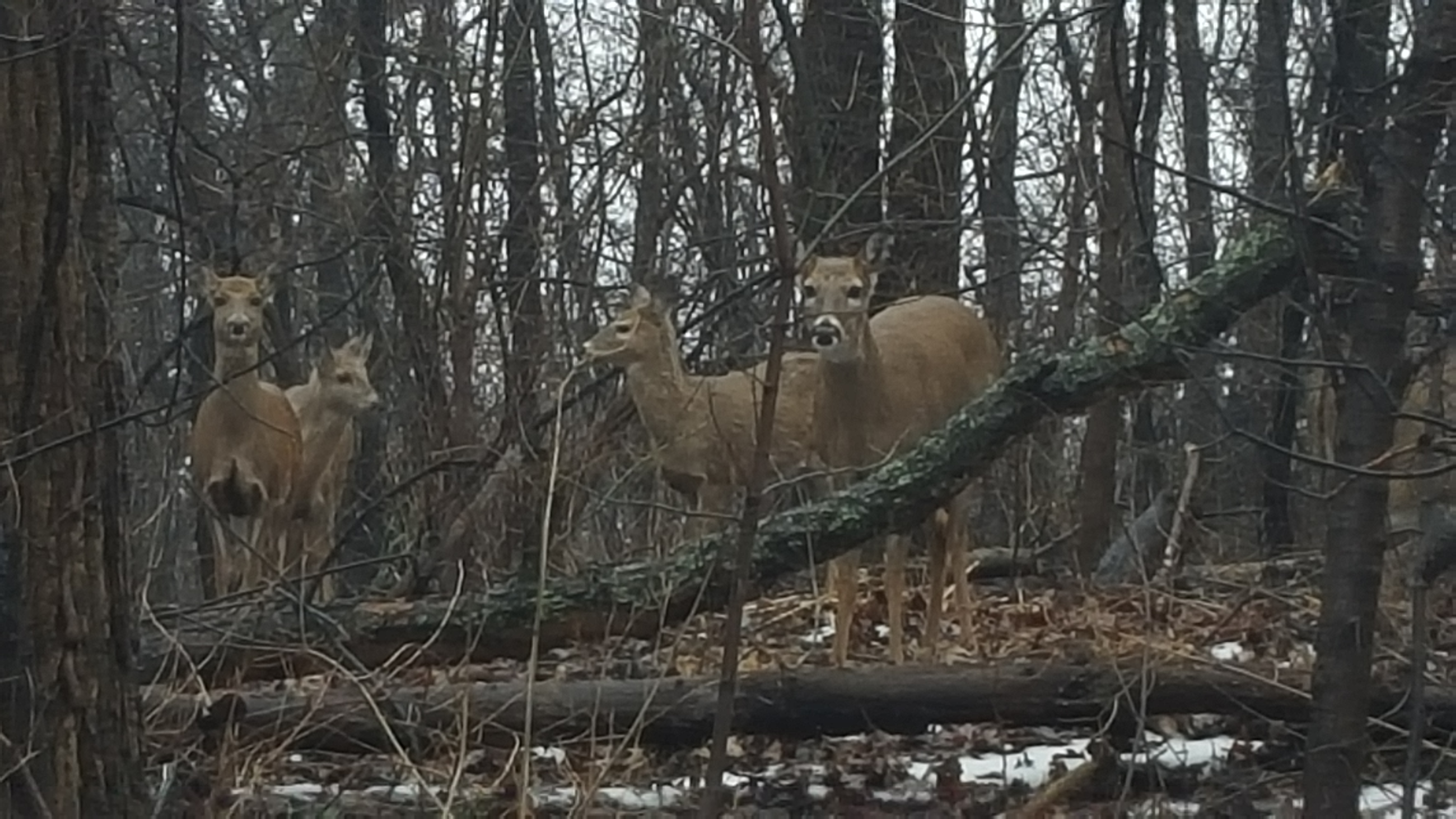 Deer