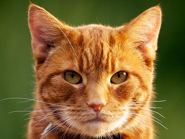 meow.php