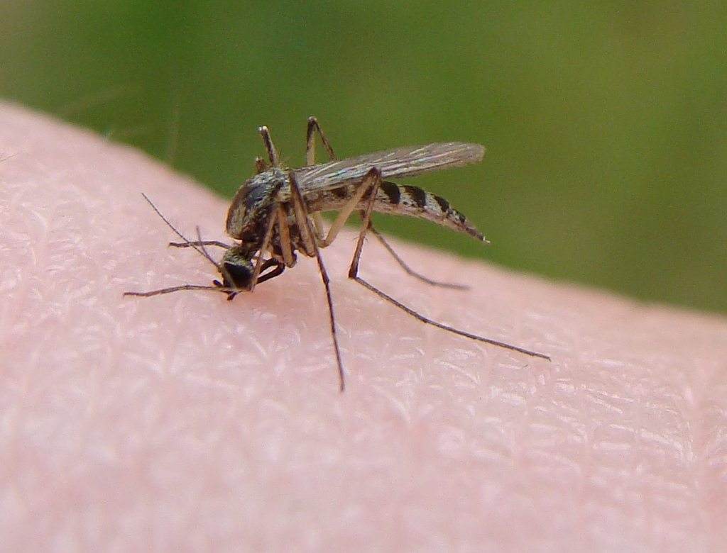 Mosquito_bite_from_Flickr.jpg
