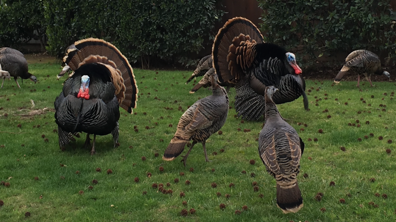 turkey new2