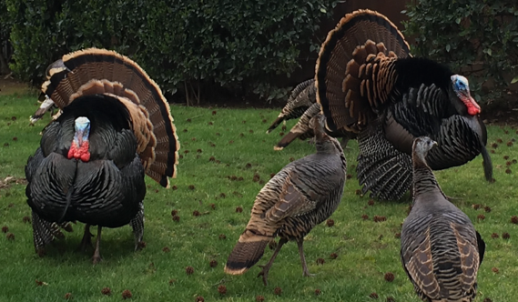 turkey new3