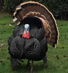 turkey new4