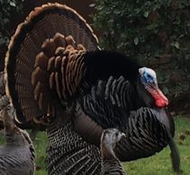turkey new5