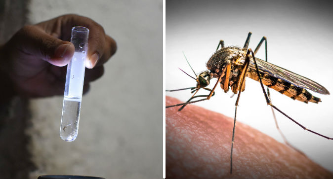 ZIKA.jpg