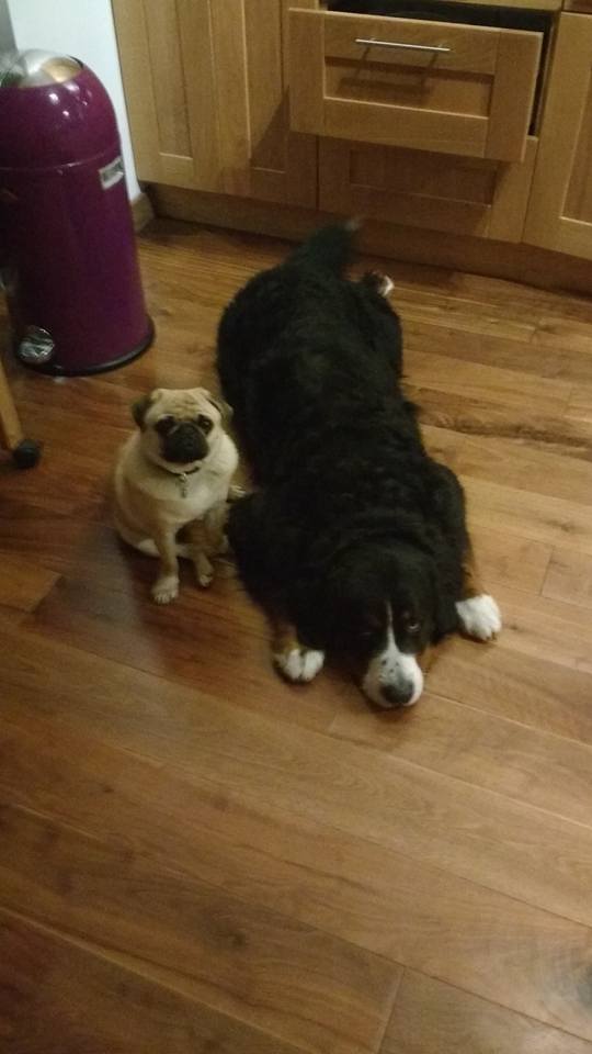 pug and bernese mountain dog