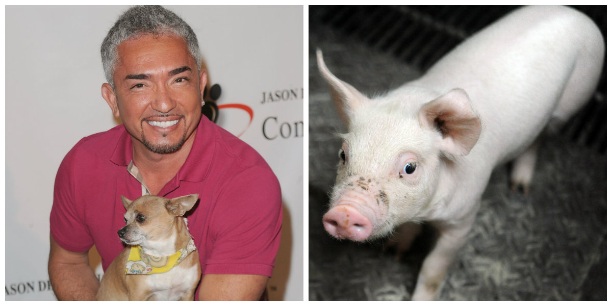CesarMillan-50.jpg