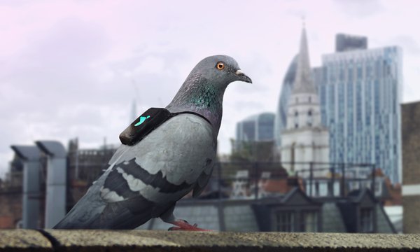 pigeonairpatrol.jpg