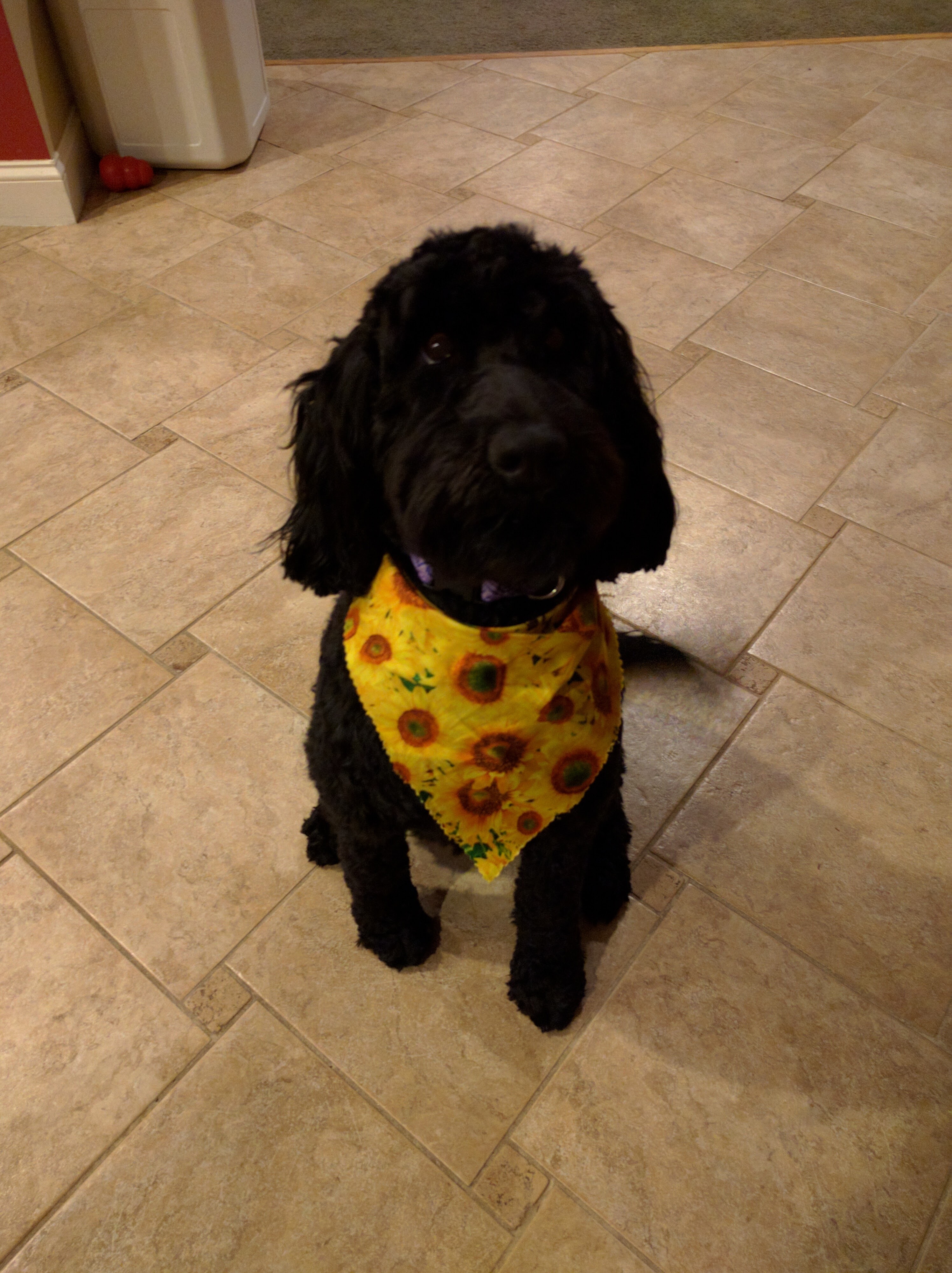 dog.jpg