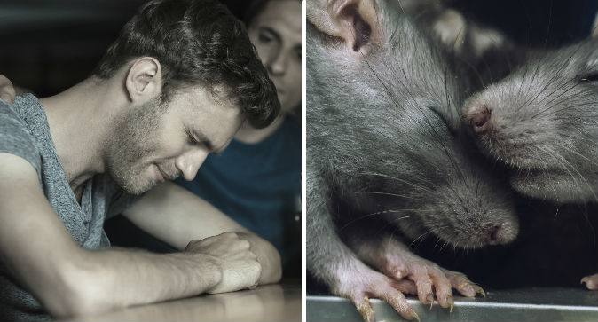 Rats.jpg
