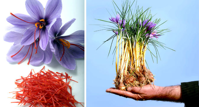 Saffron.jpg