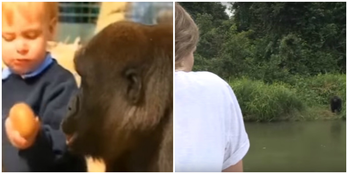 TansyGorillas.jpg