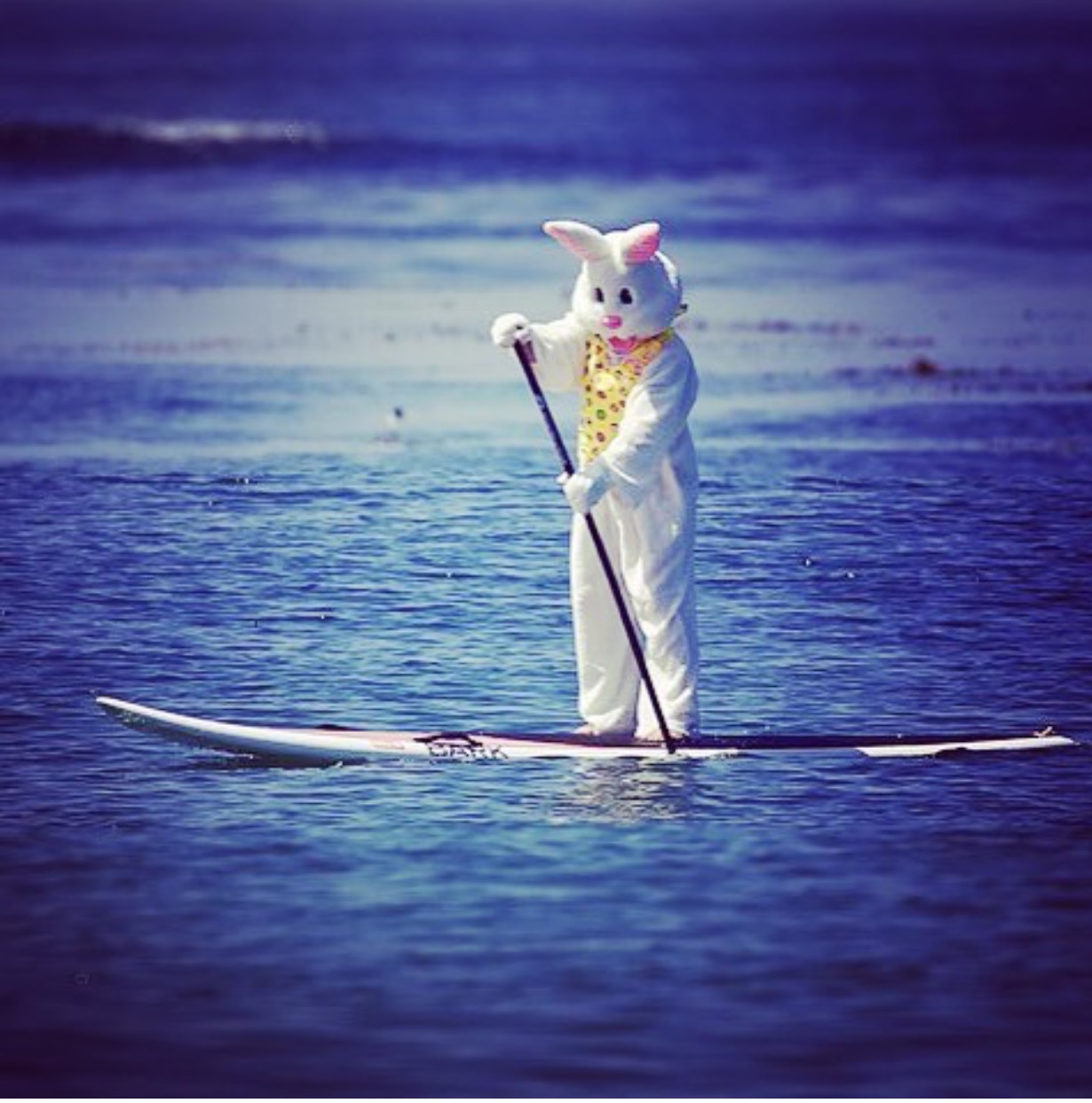 Sup-bunny