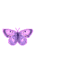 purple-butterfly-animation-gif-clr.gif