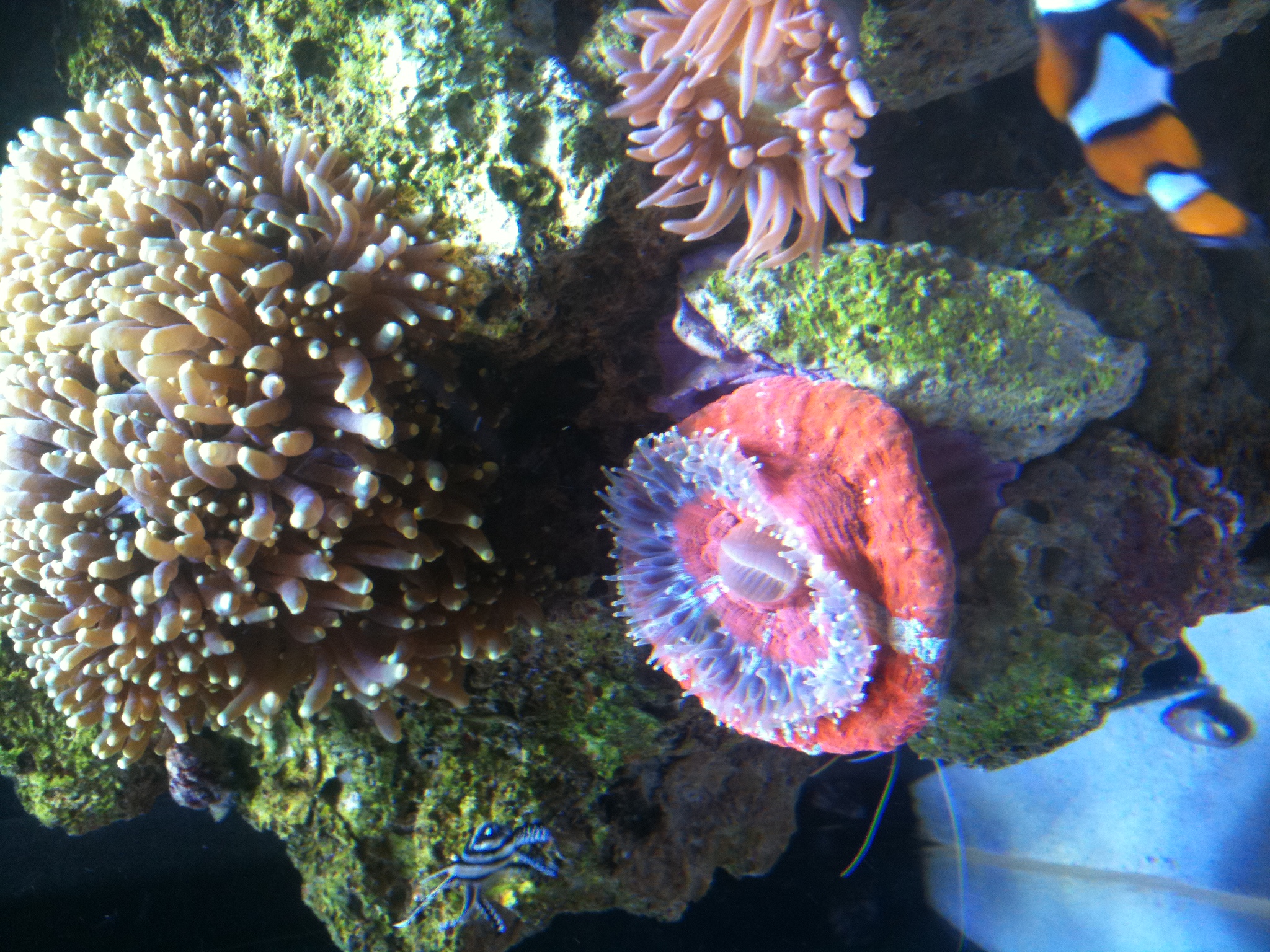 Soft Coral