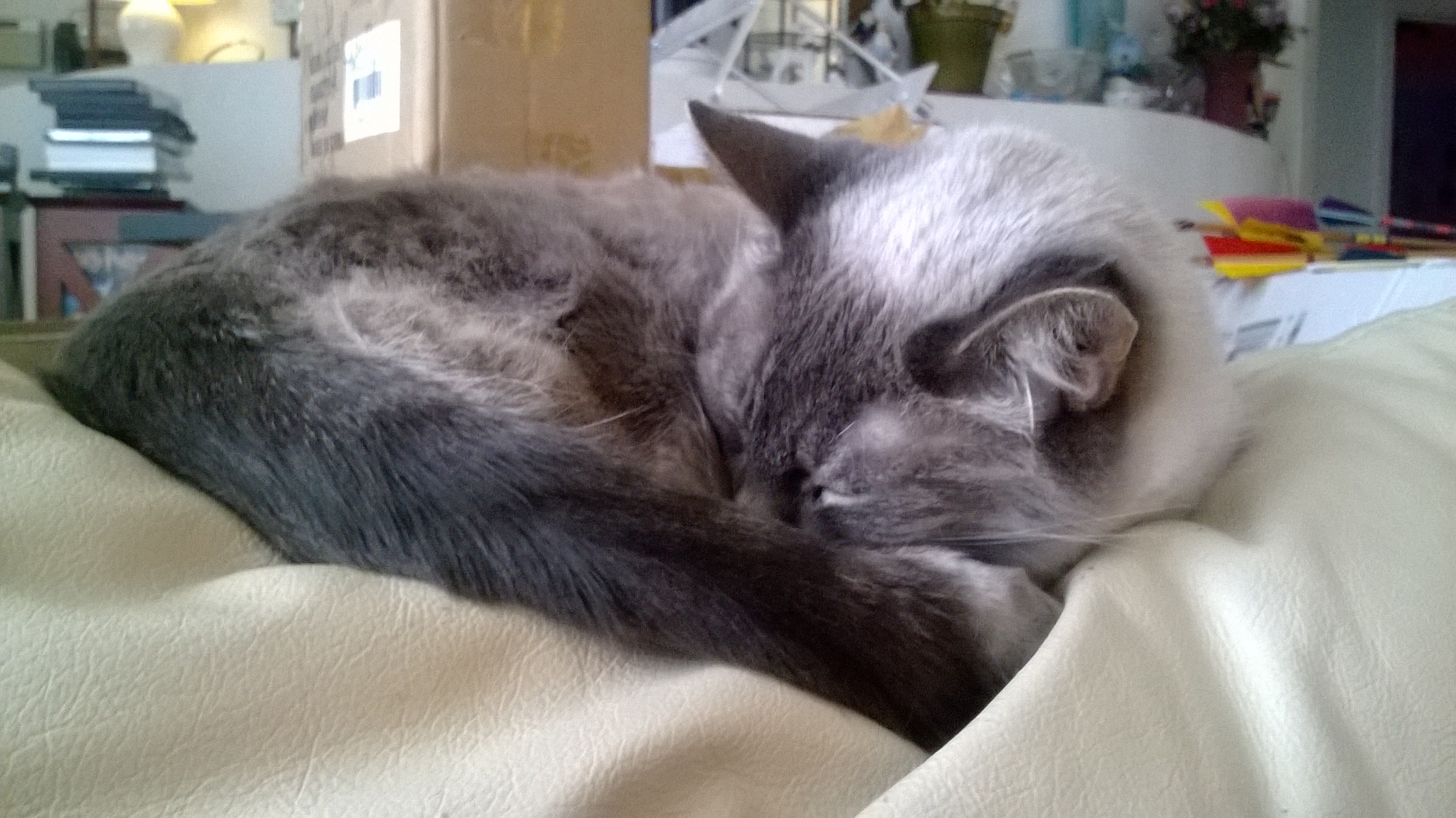 WP_20140327_008.jpg