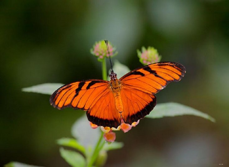 butterfli7.jpg