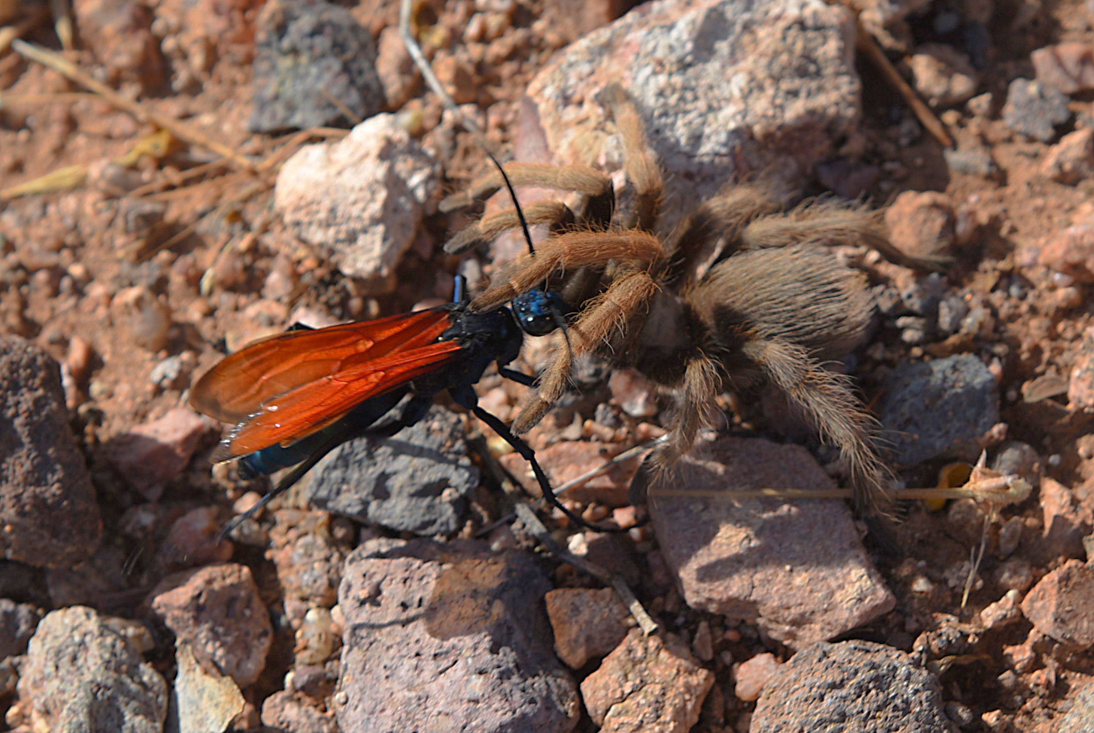 Tarantula Hawk Wasp