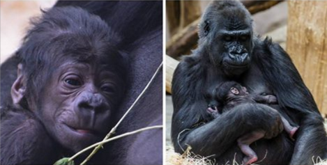 Gorilla.PNG