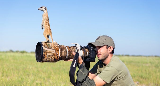 Meerkat.png