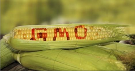 GMO.PNG