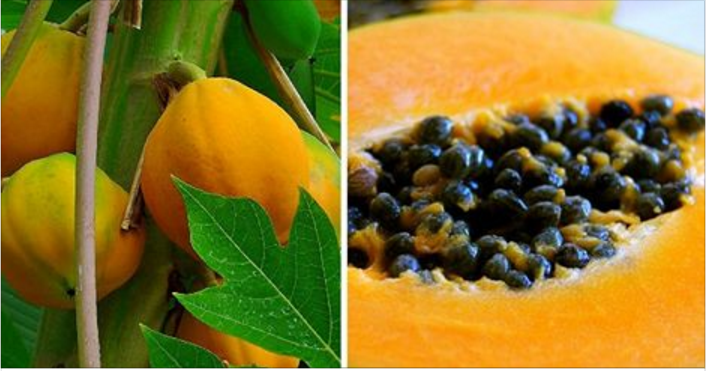 01010Papaya.PNG