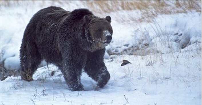 Bear.PNG
