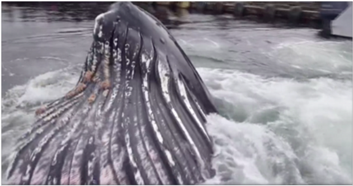 Whale.PNG