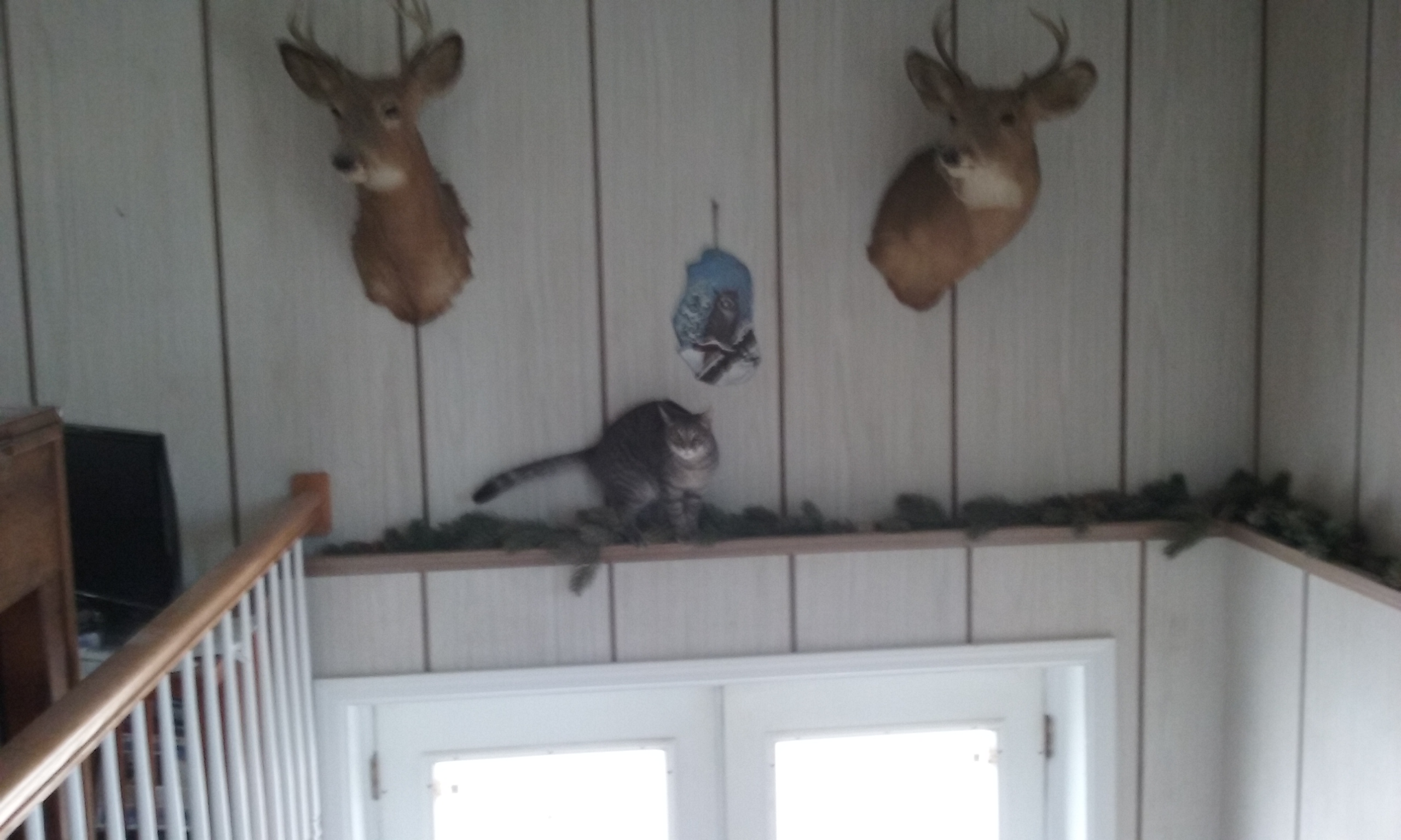 He climbs