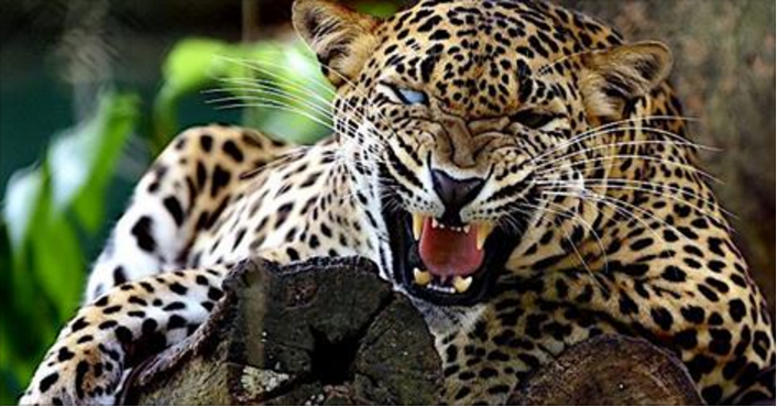 Leopard.PNG