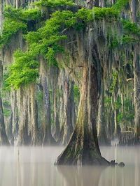 cypress.jpg