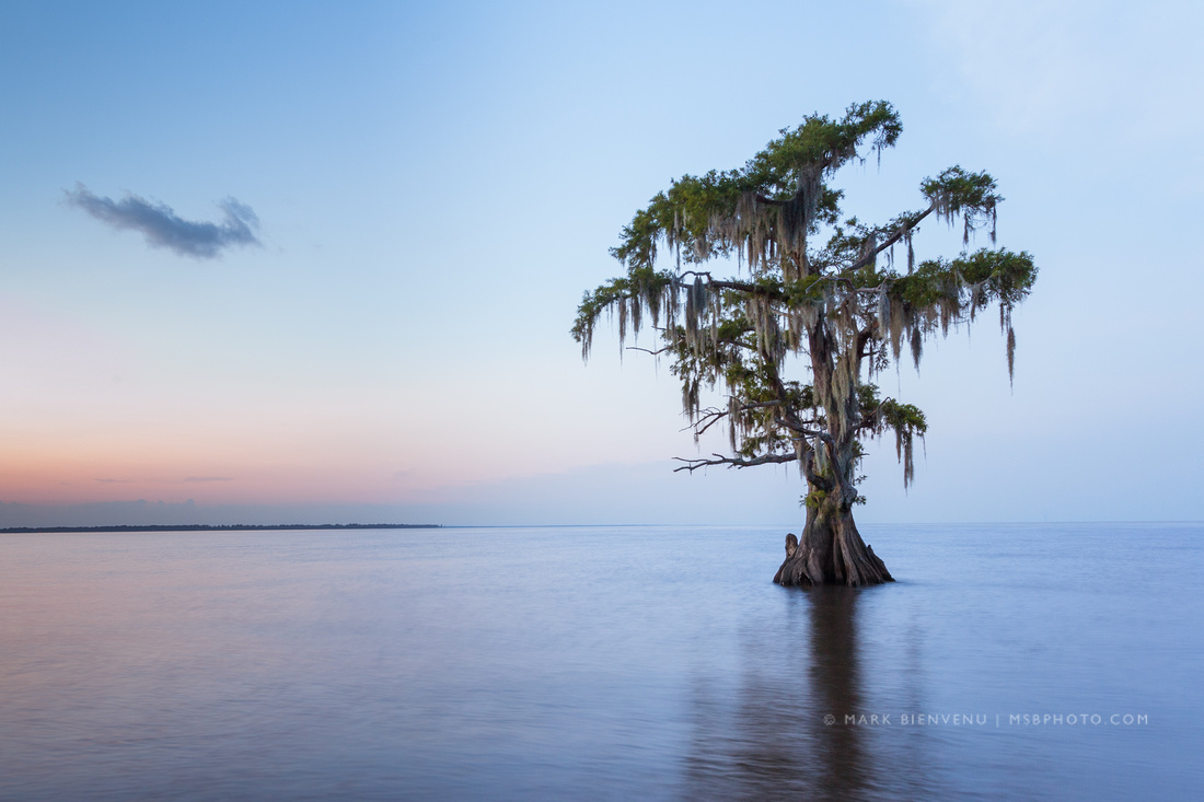 cypress3.jpg