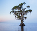 cypress2.jpg