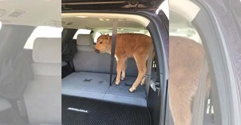 Calf.jpg