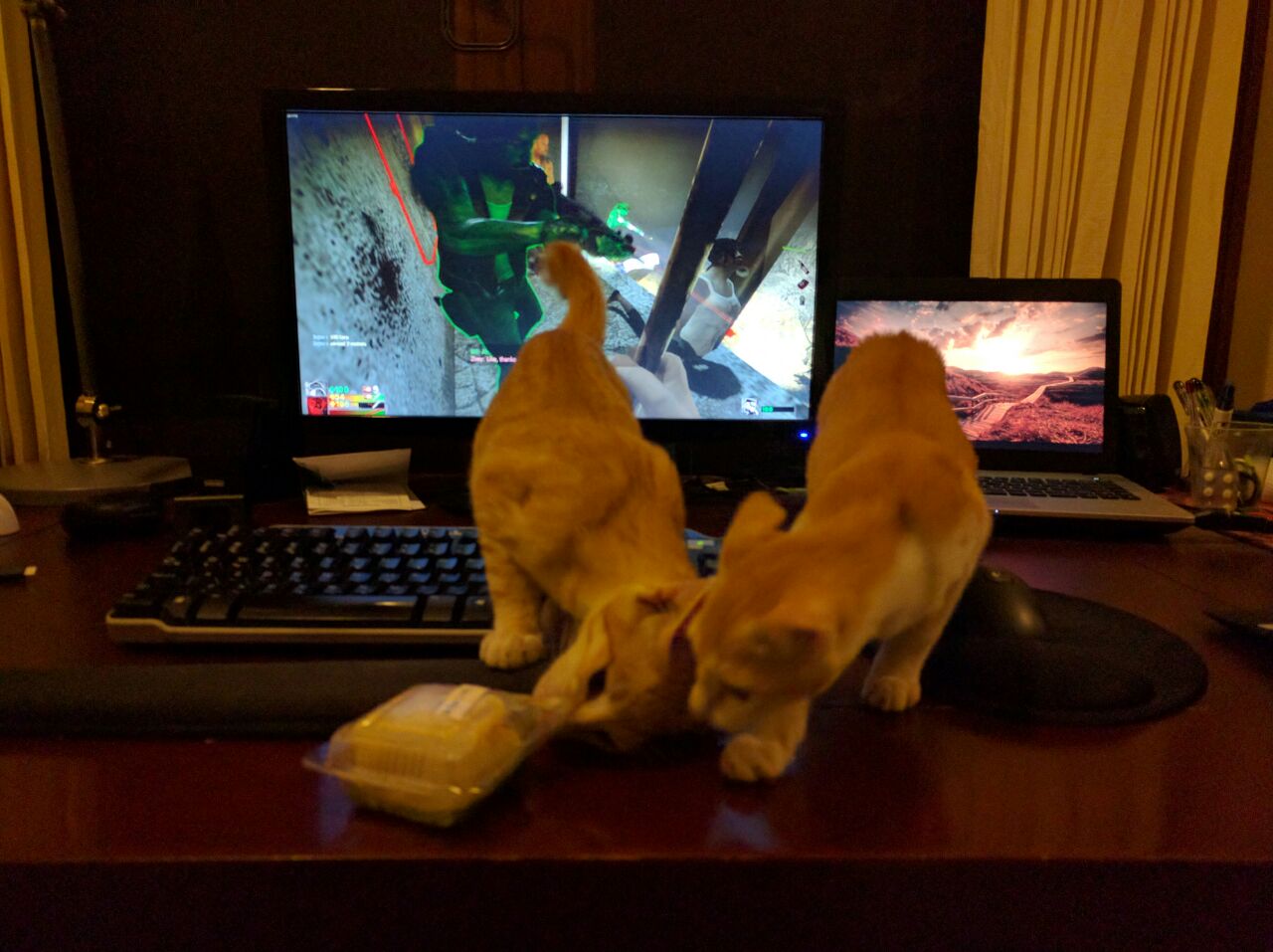 CATS