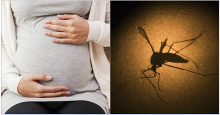 zika.PNG