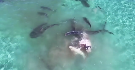 Sharks.png