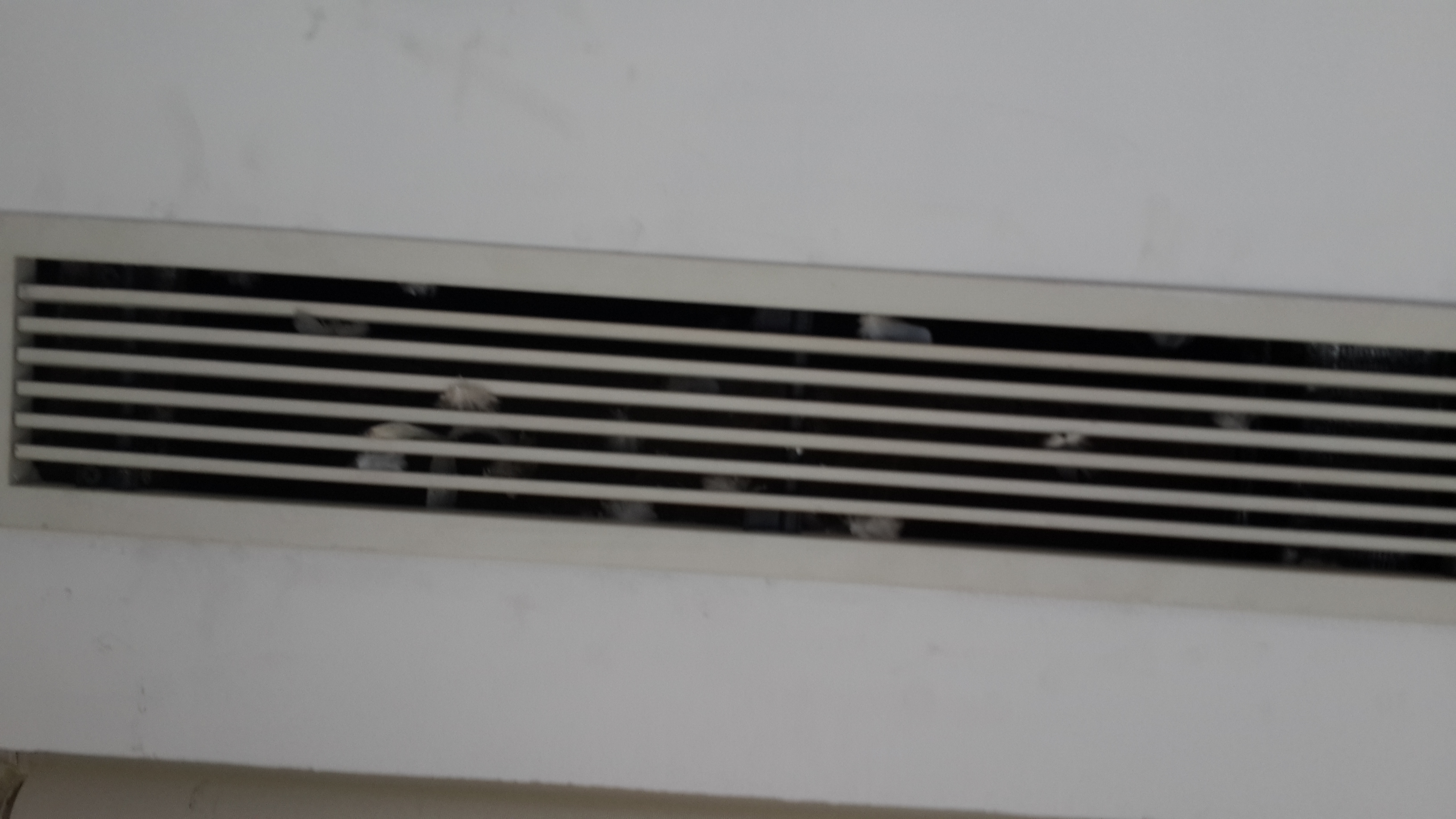 AC duct filled with feathers